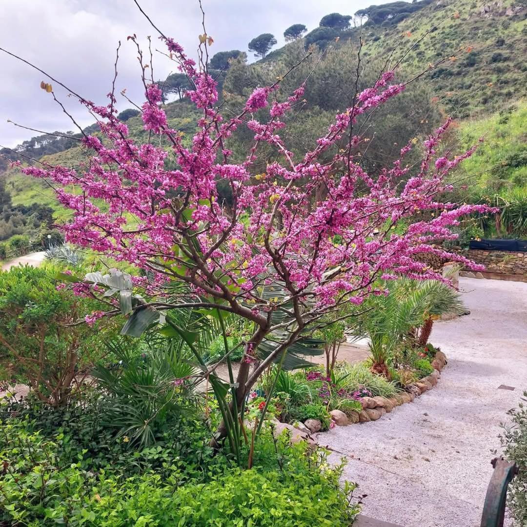 Villetta Dei Fichi D'India Rio dellʼElba Kültér fotó